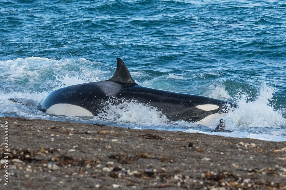 Fototapeta premium Killer whale hunting on the paragonian coast, Patagonia, Argentina