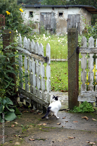 cat next to the old fence in the yard