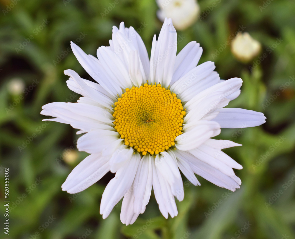 Obraz premium Chamomile flower blooming on a blurry background of garden. Leucanthemum vulgare, commonly known as the ox-eye daisy, dog daisy .