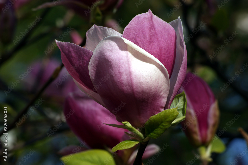 single pink magnolia flower