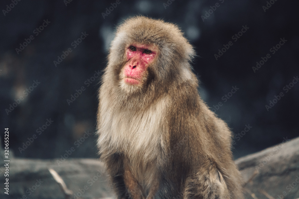 Naklejka premium monkey 