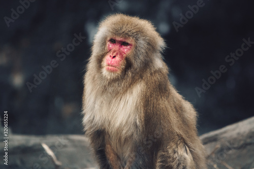 monkey  © Bruno