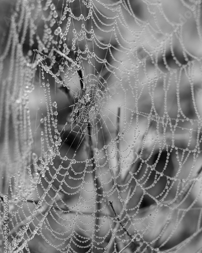 spider web with dew