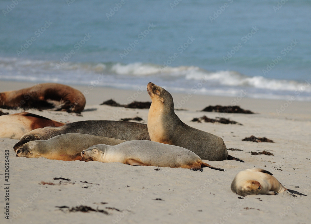Fototapeta premium Seals Lazing Around At Seal Bay Kangaroo Island SA Australia