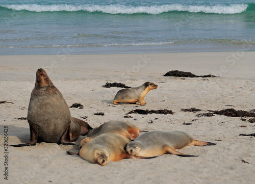 Seals Howling Crawling And Sleeping At Seal Bay Kangaroo Island SA Australia