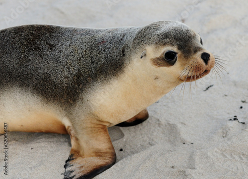 Baby Seal Waddling At Seal Bay Kangaroo SA Australia