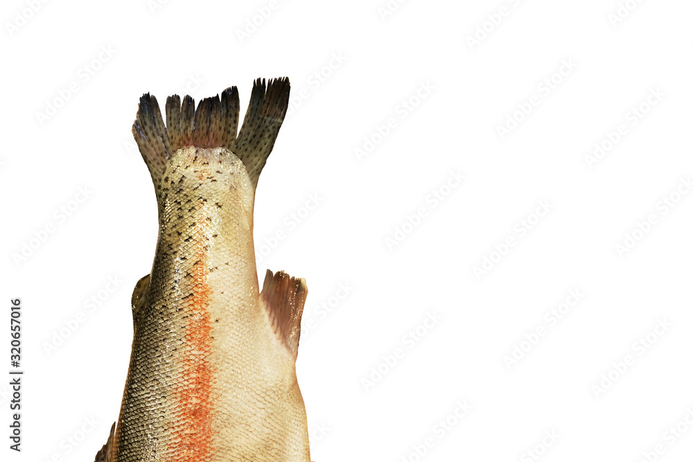 Fish tail isolated on white background, place for text. Trout tail
