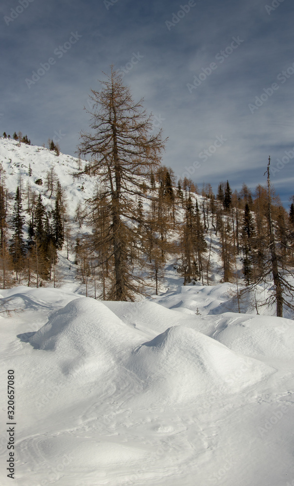 Larch trees with snow in Bohinj mountains