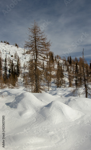 Larch trees with snow in Bohinj mountains