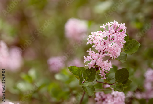 Close-up of Pink Lilac Flower with Bokeh