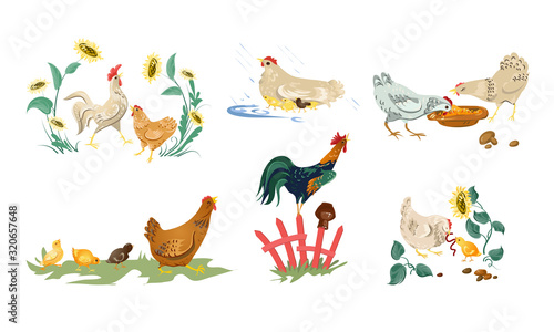Hens and cocks on nature eating enjoying life vector illustration © greenpicstudio