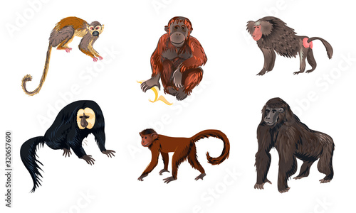 Funny monkey animals of different types vector illustration