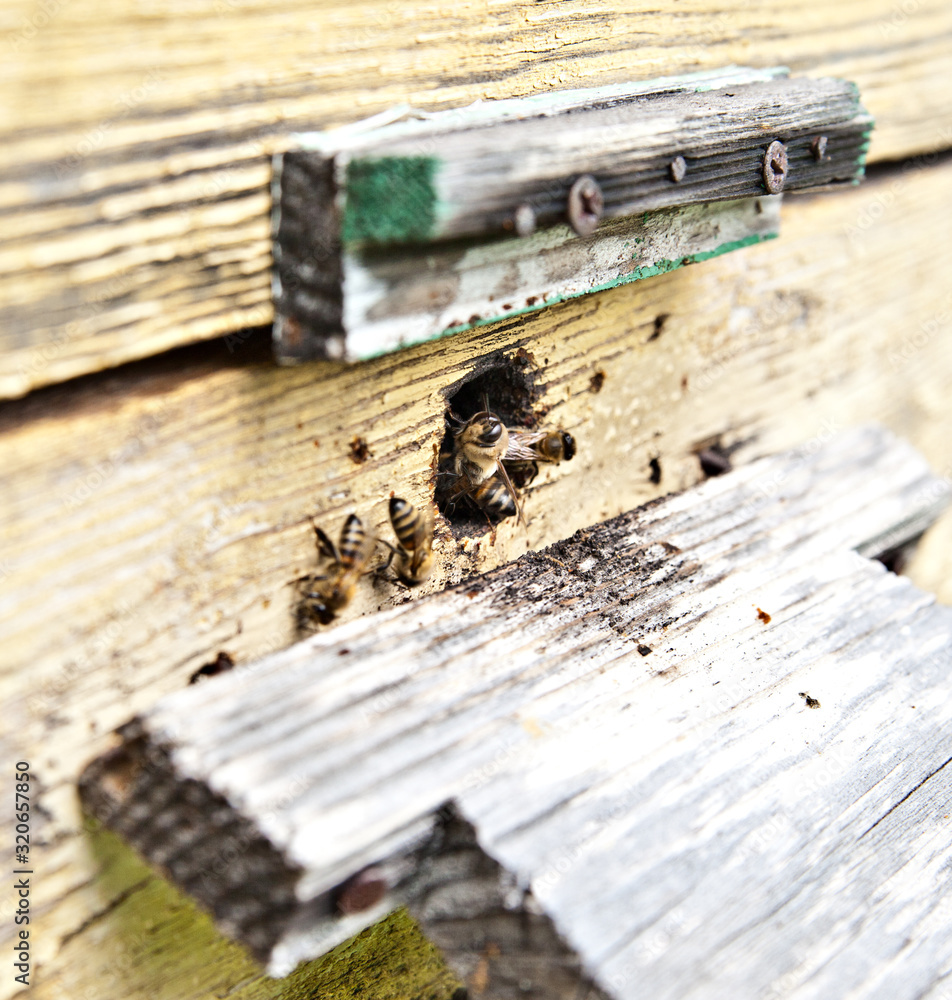 Bees fly from the tap hole in the hive Bees fly from the tap hole in the hive