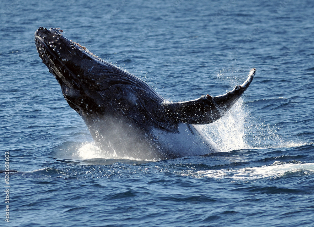 Fototapeta premium Spectacularly Breaching Humpback Whale At Gold Coast Queensland Australia