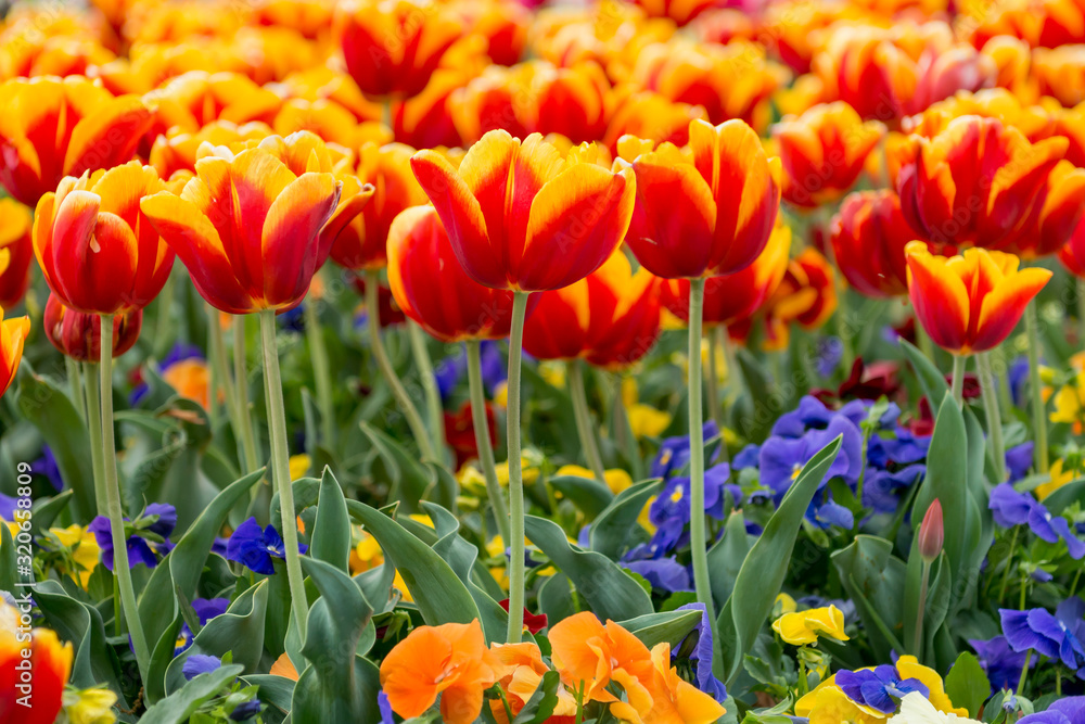 Jan Seignette (Triuph Tulip) Tulips with bold red blossoms adorned with a golden band around the edges Jan Seignette (Triuph Tulip) Tulips with bold red blossoms adorned with a golden band around the edges