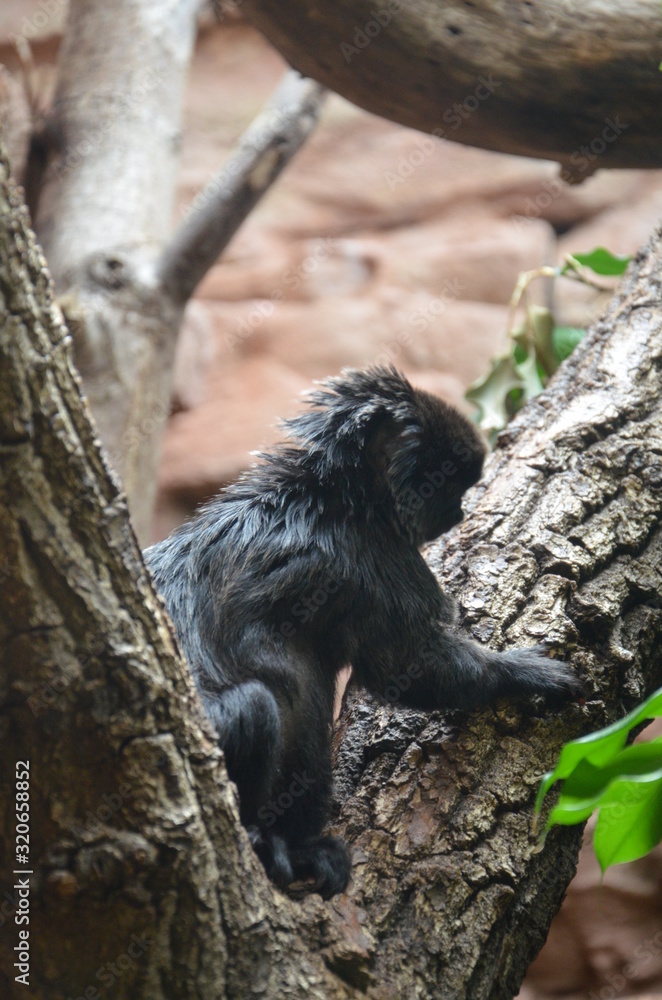 Titi Goeldi (Callimico goeldii) Titi Goeldi (Callimico goeldii)