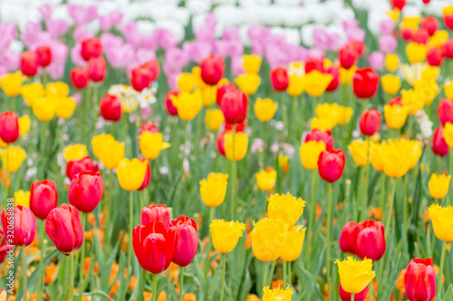 Yellow Crispa Tulips and Red Tulips on a beautiful background 