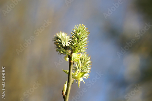 Close-up of willow branch blooming. © oleksandr