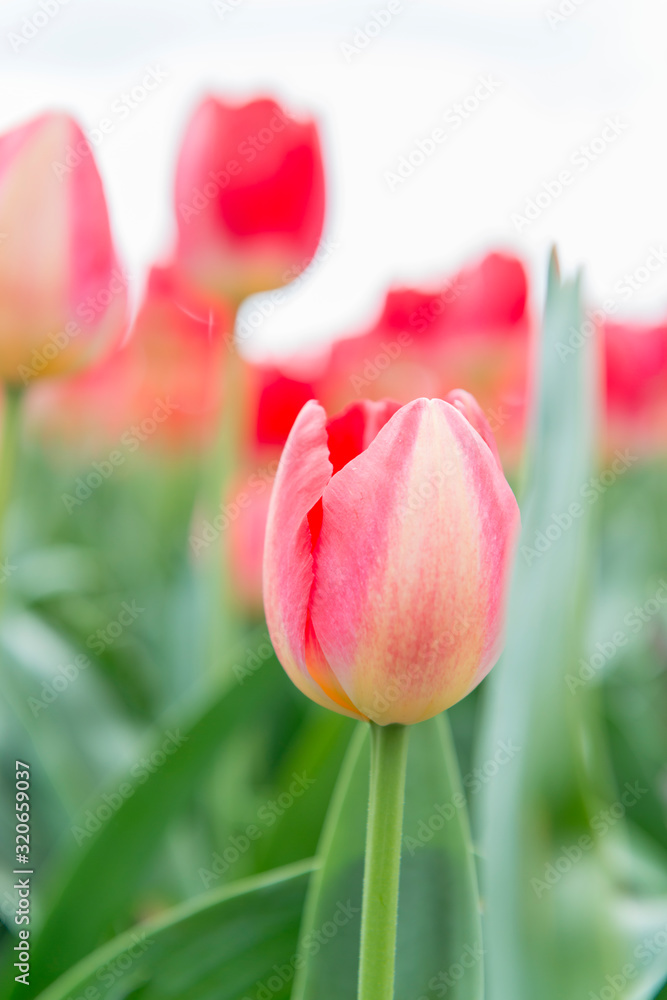 French tulip flower of great substance that combine orange and pink hues mixed French tulip flower of great substance that combine orange and pink hues mixed