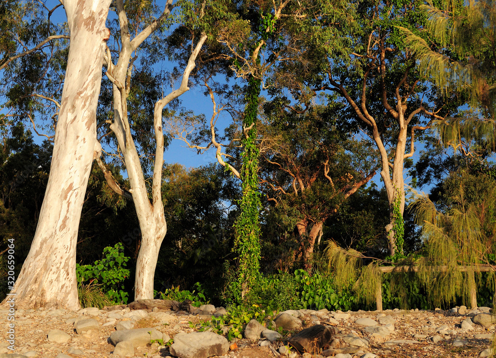Trunks Of Australian Eucalyptus Trees At Noosa Heads National Park Queensland Australia Trunks Of Australian Eucalyptus Trees At Noosa Heads National Park Queensland Australia