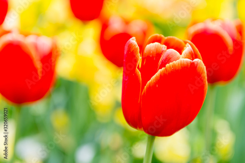 Close-up of a Darwin Hybrid Red Tulip #320659021