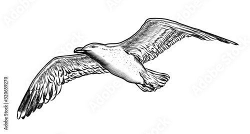 Hand drawn bird seagull