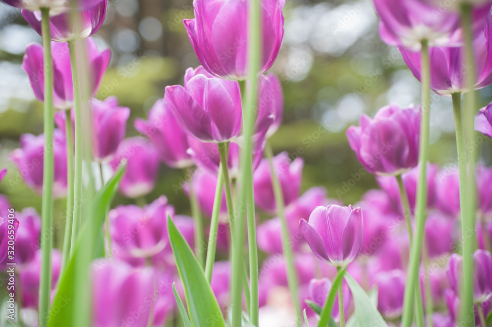 Fototapeta premium Purple tulips in a flowerbed on a blurry background
