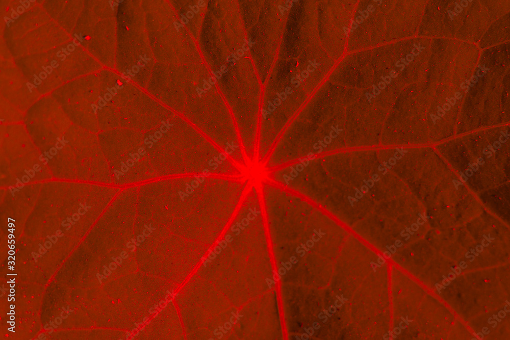 Red leaf texture.