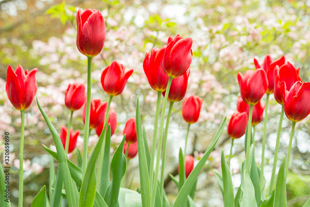 Long-lasting red tulips in a flowerbed Long-lasting red tulips in a flowerbed