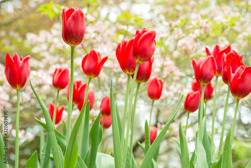 Long-lasting red tulips in a flowerbed