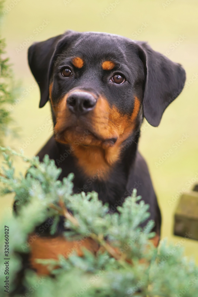 The portrait of a cute black and tan Rottweiler puppy posing outdoors behind green bushes The portrait of a cute black and tan Rottweiler puppy posing outdoors behind green bushes