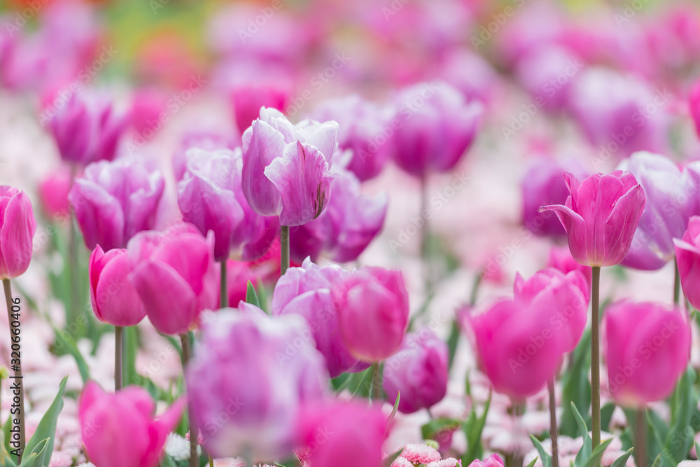 Single Late Tulips and Single Early Hybrid Tulips in purple and pink colors Single Late Tulips and Single Early Hybrid Tulips in purple and pink colors