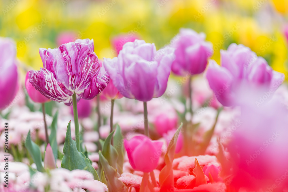 Single Late Tulips and Single Early Hybrid Tulips in purple and pink colors Single Late Tulips and Single Early Hybrid Tulips in purple and pink colors