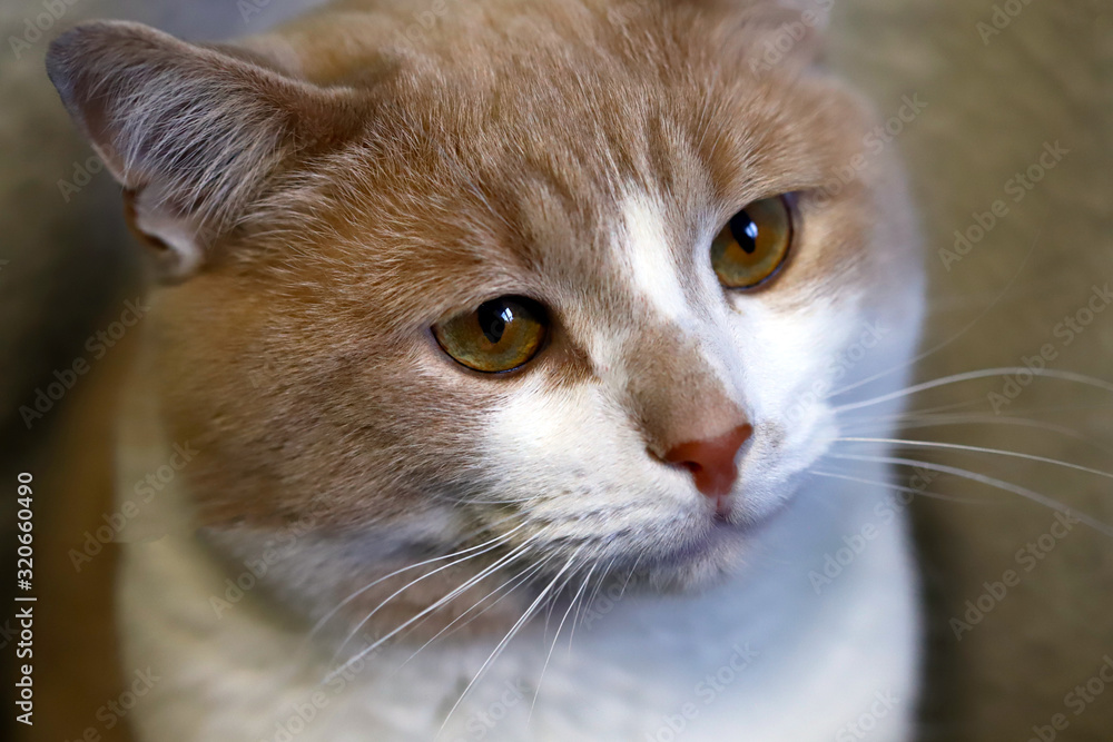 Selective focus. Portrait of a domestic cat. Cute face of a beige white cat. Macro. Selective focus. Portrait of a domestic cat. Cute face of a beige white cat. Macro.
