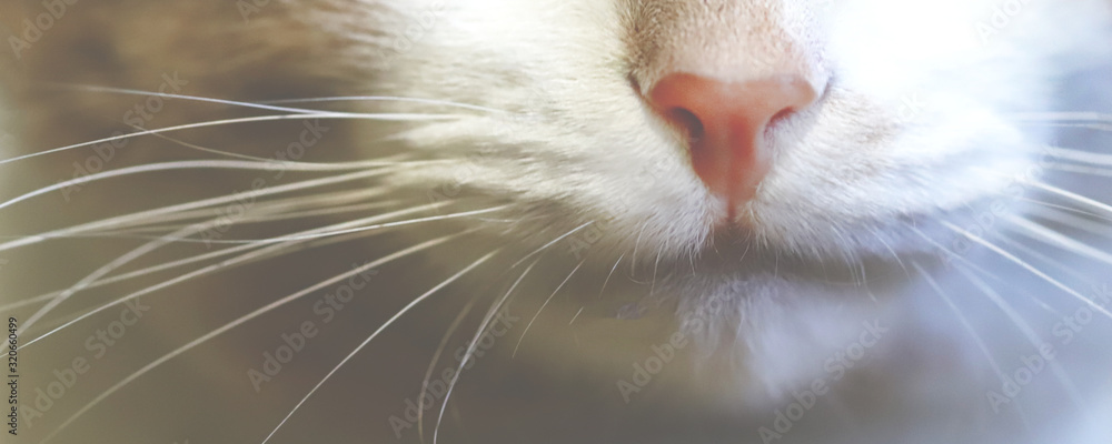 Selective focus. Portrait of a domestic cat. Cute face of a beige white cat. Macro.