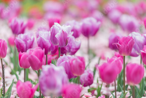 Single Late Tulips and Single Early Hybrid Tulips in purple and pink colors