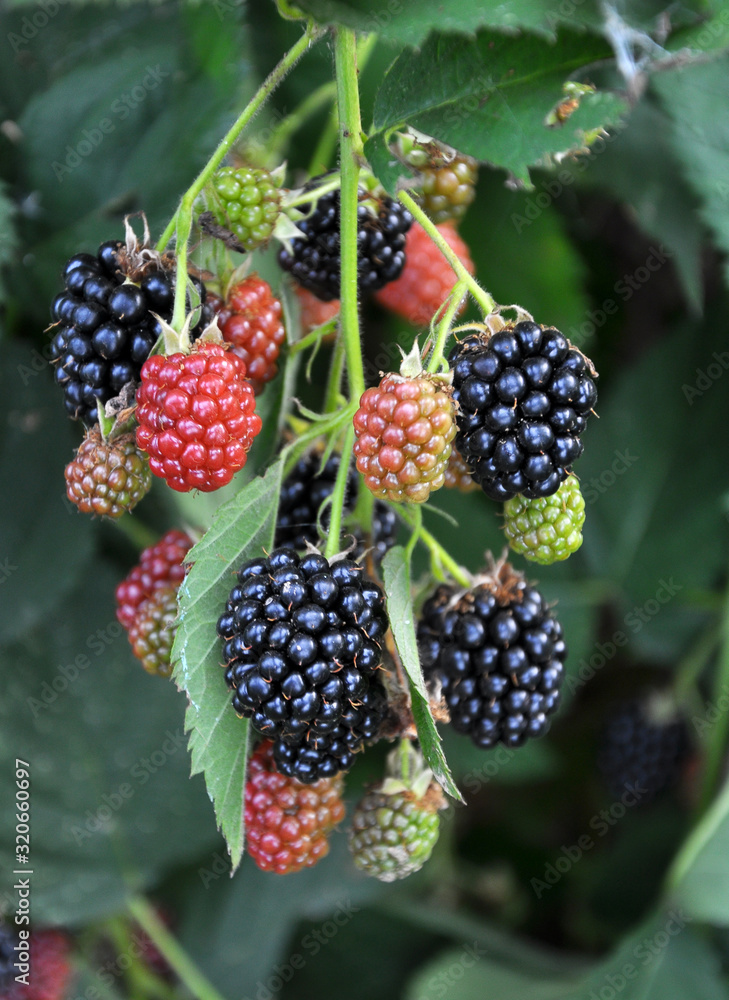 On the branch ripen the blackberries (Rubus fruticosus) On the branch ripen the blackberries (Rubus fruticosus)