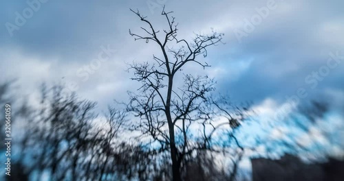 bare tree on running clouds at sunrise