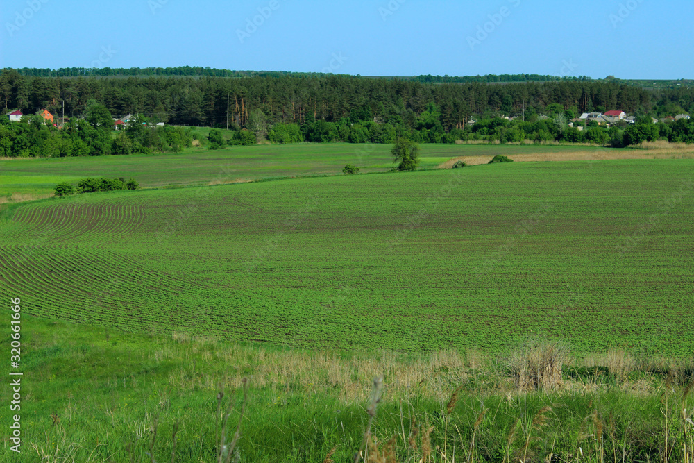 Green field and blue sky background. Landscape, nature, farmland concept. Nature Background.