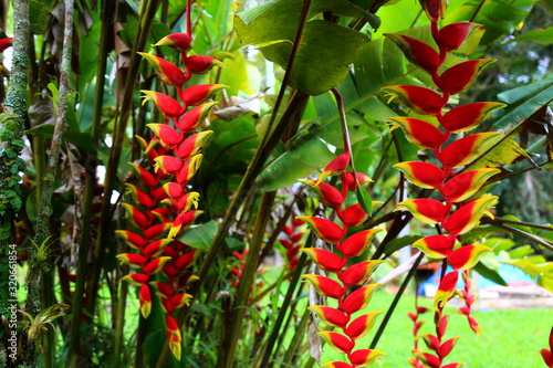 A clump of helionias in bloom. Red and yellow flowers  hanging forming curls. Green stems and broad leaves. Heliconia rostrata.