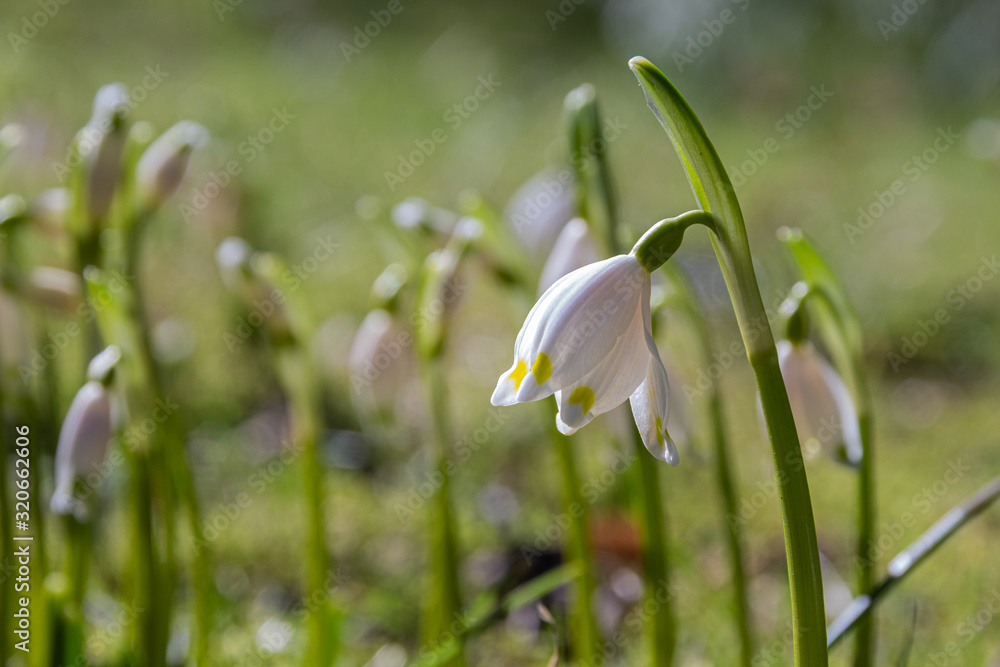 Frühlingsblüher Märzenbecher: Die Pflanze steht unter Naturschutz. Frühlingsblüher Märzenbecher: Die Pflanze steht unter Naturschutz.