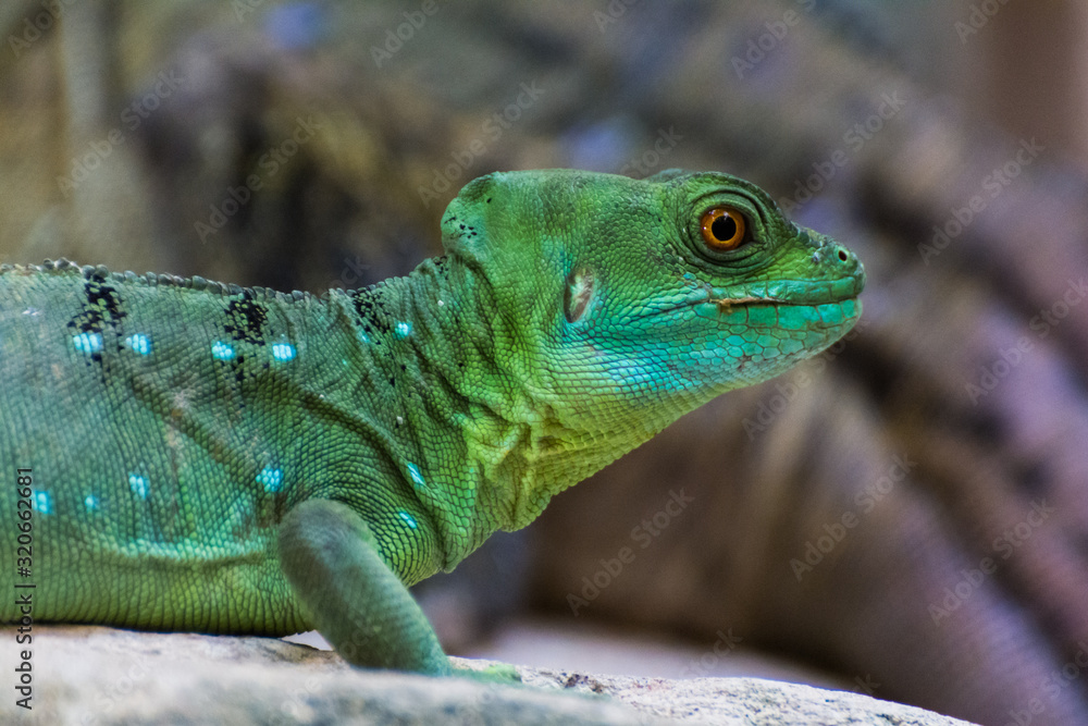 Fototapeta premium Stirnlappenbasilisk