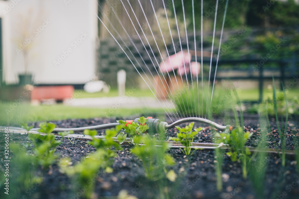 Water sprinkler in a home garden. Swiveling irrigation sprinkler in a small garden with parsley and other vegetables. Irrigating a home garden. - obrazy, fototapety, plakaty 
