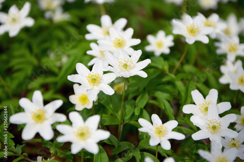 white anemones beautiful forest flowers 