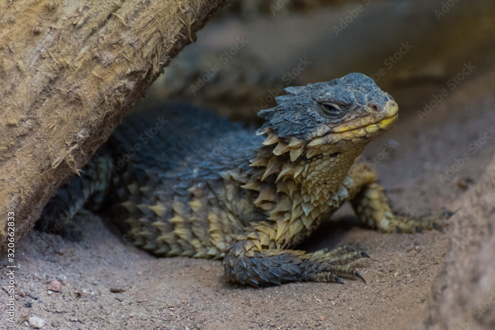 Obraz premium Riesen-Gürtelschweif