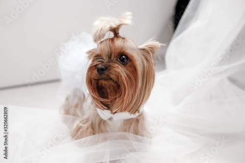 yorkshire terrier in white dress. cute dog dressed up for wedding bride sitting on a white window background