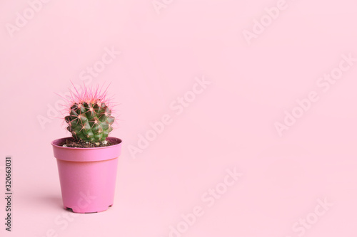 Pot with cactus plant on pink background photo