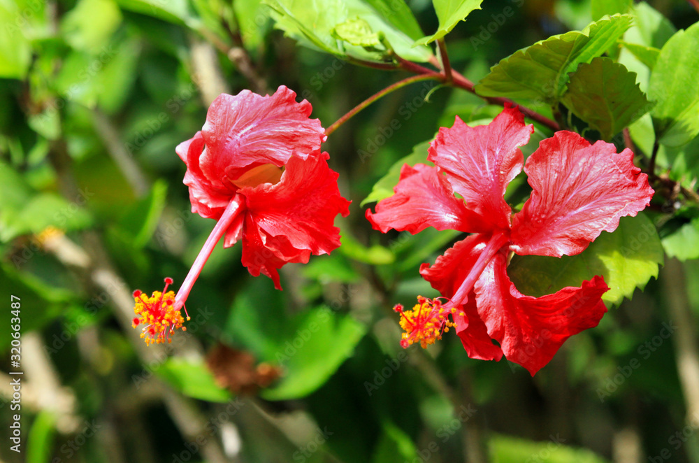 Bright red hibiscus flowers on a background of green leaves on a clear Sunny day. Selective focus. Nature, flowers, Floristics. Bright red hibiscus flowers on a background of green leaves on a clear Sunny day. Selective focus. Nature, flowers, Floristics.