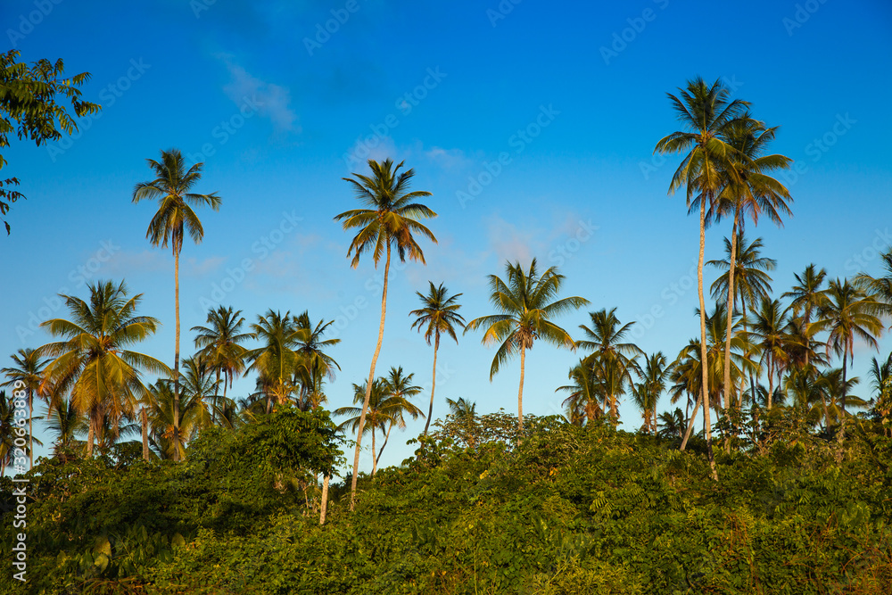 Beautiful subtropical palm trees in the rays of the setting sun against a blue sky. Landscape, flora, nature of the tropics.