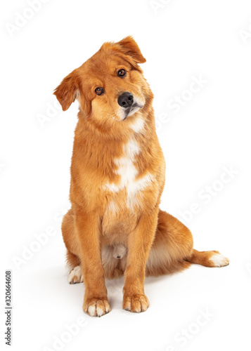 Friendly brown dog sitting looking forward
